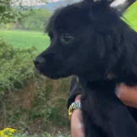 سگ پاکوتاه یک ساله حرف گوش کن|سگ|ساری, |دیوار