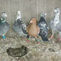 سار بزک نر و ماده