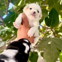 توله مالتیز عروسکی فقط 2900