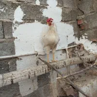 خروس گلین جوان تاج گردویی