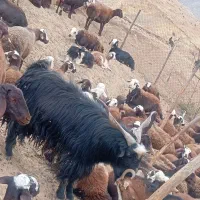 نربز|حیوانات مزرعه|بیرانوند, |دیوار