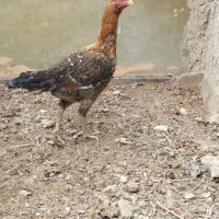 مرغ لاری|حیوانات مزرعه|ورامین, ورامین|دیوار