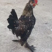 جوجه خروس خوشگل