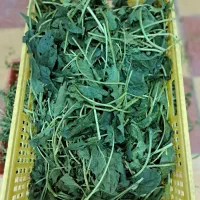 سبزیجات تازه|خوردنی و آشامیدنی|تهران, دیلمان|دیوار