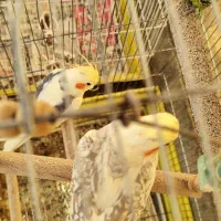 عروس هلندی جفت بالغ|پرنده|ری, ظهیرآباد|دیوار