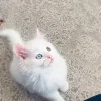 واگذاری گربه|گربه|مشکیندشت, |دیوار