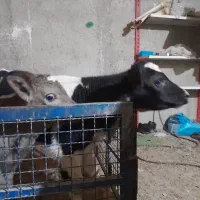 گوساله ماده هلشتاین|حیوانات مزرعه|جوادآباد, |دیوار