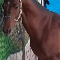 اسب درهشور|اسب و تجهیزات اسب‌سواری|مبارکه, |دیوار