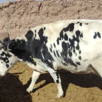 گاوشیری گوساله دار