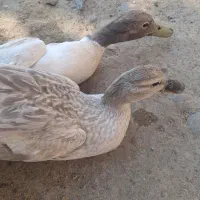 اردک پروازی و غاز محلی و قوغاز