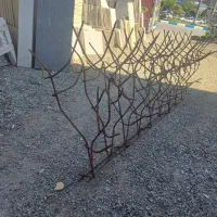 تولیدی شاخ گوزنی|خدمات پیشه و مهارت|دماوند, دماوند|دیوار