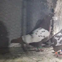 کبوتر ابلغ دم سفید|پرنده|مشهد, انصار|دیوار