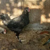 خروس پاپرمرندی سیاه