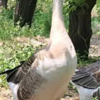 قوقاز اصیل