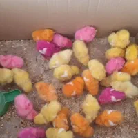 جوجه رنگی ۱۰روزه سالم