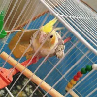 عروس هلندی|پرنده|مشهد, شهرک مهرگان|دیوار