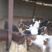 فروش ۱۳ عدد بز آبستن.نژاد دورگه نجنی