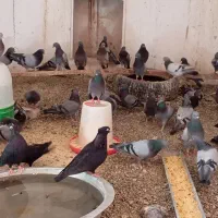 یک تیپ کفتر درجه یک موجوده کسی خواست|پرنده|اصفهان, خواجو|دیوار