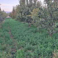 باغچه ۱۵۰۰ متری با آب دائمی و انواع درخت میوه