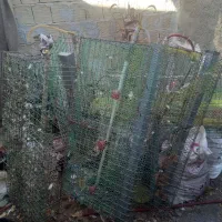 قفس بلدرچین .جفت گاه کبوتر|لوازم جانبی حیوانات|چناران, |دیوار