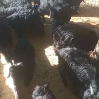 بز و بز غاله|حیوانات مزرعه|بیستون, |دیوار