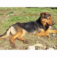 سگ نگهبان روتوایلر