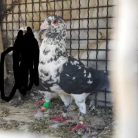 دو جفت نروماده سوسکی و نر سینه سفید