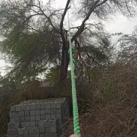 قطع درختان مزاحم|خدمات باغبانی و درختکاری|میناب, |دیوار
