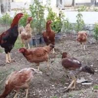 تخم مرغ لاری تازه و نطفه دار