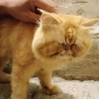 سلام یک عدد گربه پرشین نر|گربه|گنبد کاووس, |دیوار