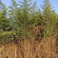 بامبو خیزران نهال با ریشه قالبی|گل مصنوعی|لاهیجان, گلستان|دیوار