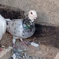 کفتر سار فروشی