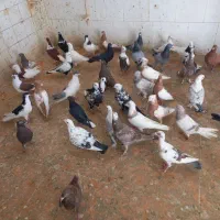 کبوتر رنگی ۴۵ تا سری ۲۵۰ همه باهم|پرنده|شوشتر, |دیوار