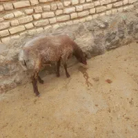 بره افشاری