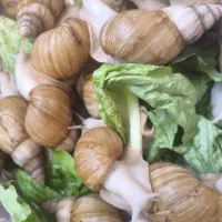 حراج حیوان طبی