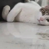 واگذاری گربه dsh نر|گربه|رشت, شهریاران|دیوار