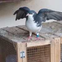 پرنده