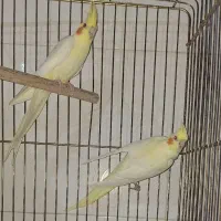 عروس هلندی|پرنده|یاسوج, |دیوار