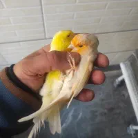 فروش سه عدد قناری