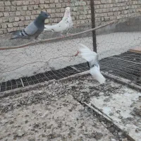 کبوترپرشی|پرنده|ساوه, |دیوار