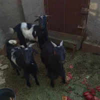 بز و دو عدد بزغاله