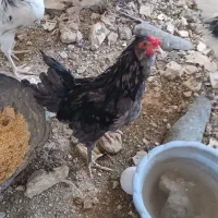 نیمچه خروس گلین درجه یک