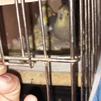 یک جفت عروس هلندی مولد با۲تا جوجه