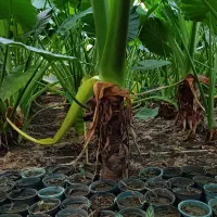 تعدادی گل بابا آدم و فیکوس|گل و گیاه طبیعی|آستانه اشرفیه, |دیوار