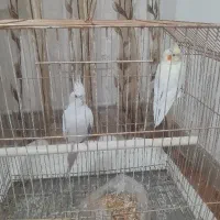 ۲ عدد عروس هلندی ماده