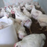 مرغ گوشتی آمل|حیوانات مزرعه|شیراز, شهرک مطهری|دیوار