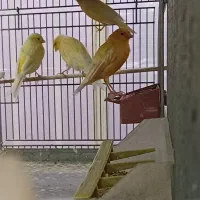 قناری|پرنده|خمینی‌شهر, |دیوار