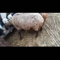 گوسفند جنس دارنصف حاملگی به بالا|حیوانات مزرعه|دلند, |دیوار