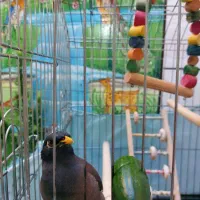 مرغ مینا سخنگو