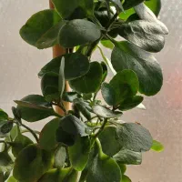 انواع گلدان‌های طبیعی سانسوریا پتوس قاشقی|گل و گیاه طبیعی|قم, شهدا|دیوار